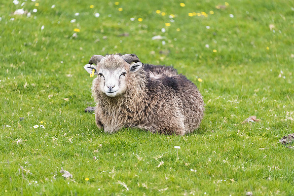 Lamb Chop
