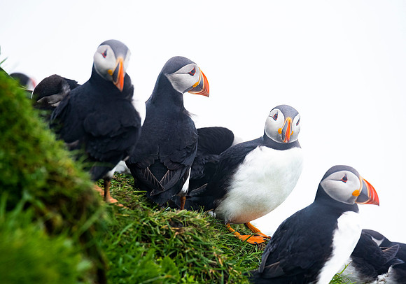 Puffin 4