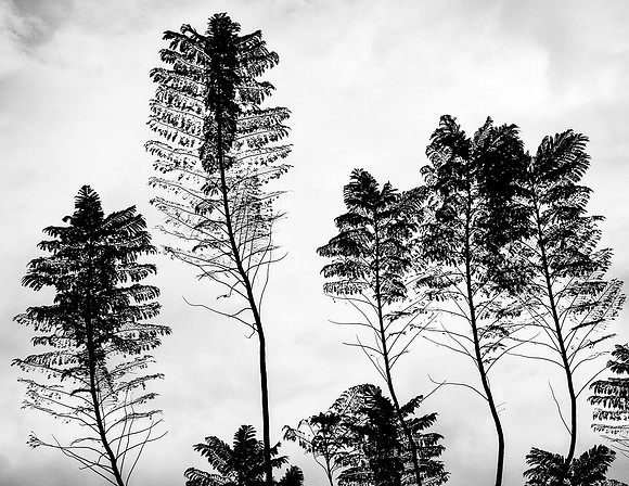 Rican Palms