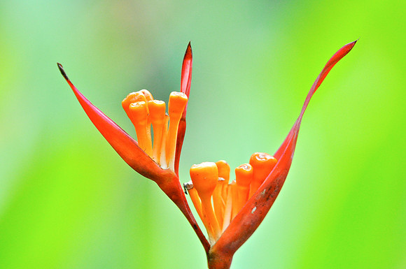 Paradise Bloom