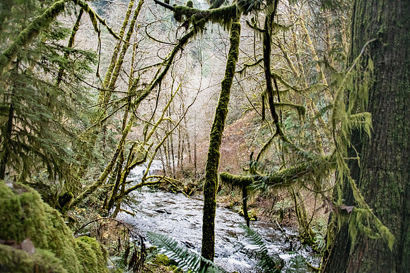 Mossy Forrest