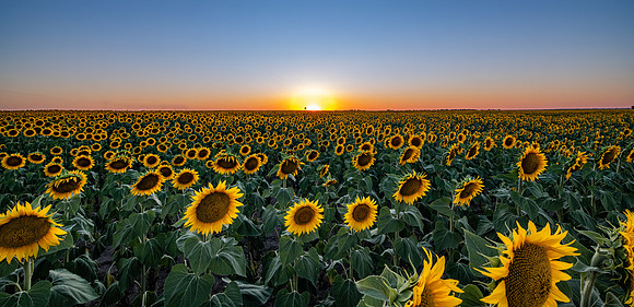 Good Morning Flowers