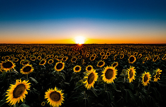 Good Night Flowers