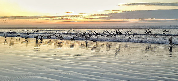 Sea Birds