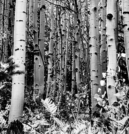 Shades of Aspens