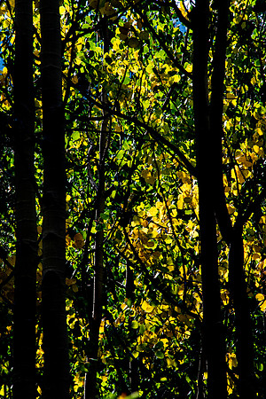 Colorado Fall