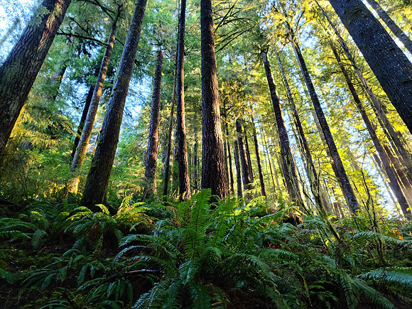 Tree Tops
