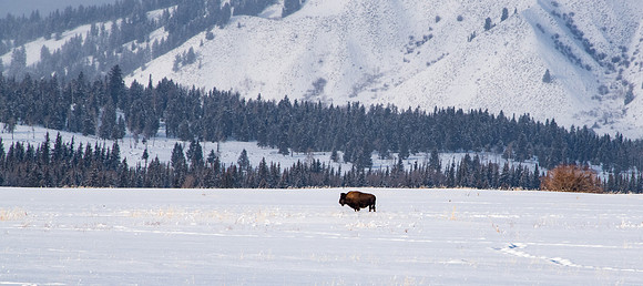 Winter in the Teets