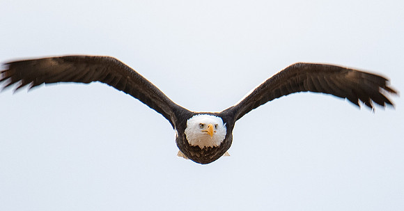 Eagle Eyes